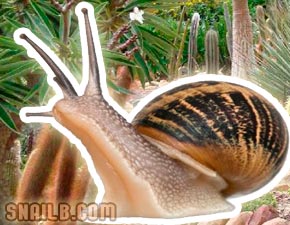 Snail Day